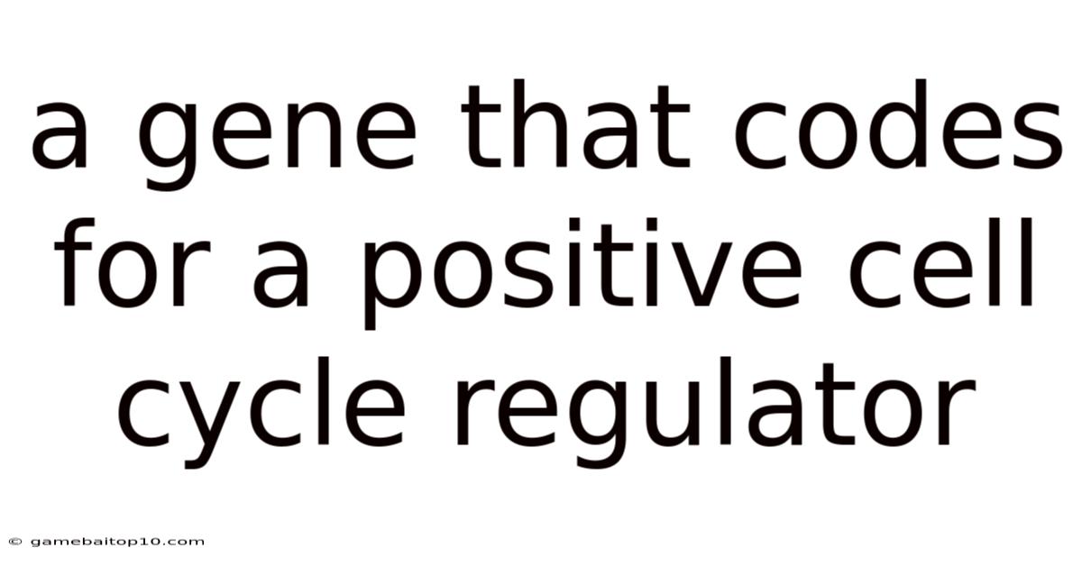 A Gene That Codes For A Positive Cell Cycle Regulator