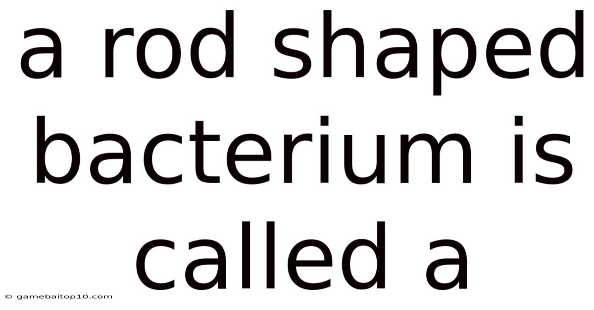 A Rod Shaped Bacterium Is Called A