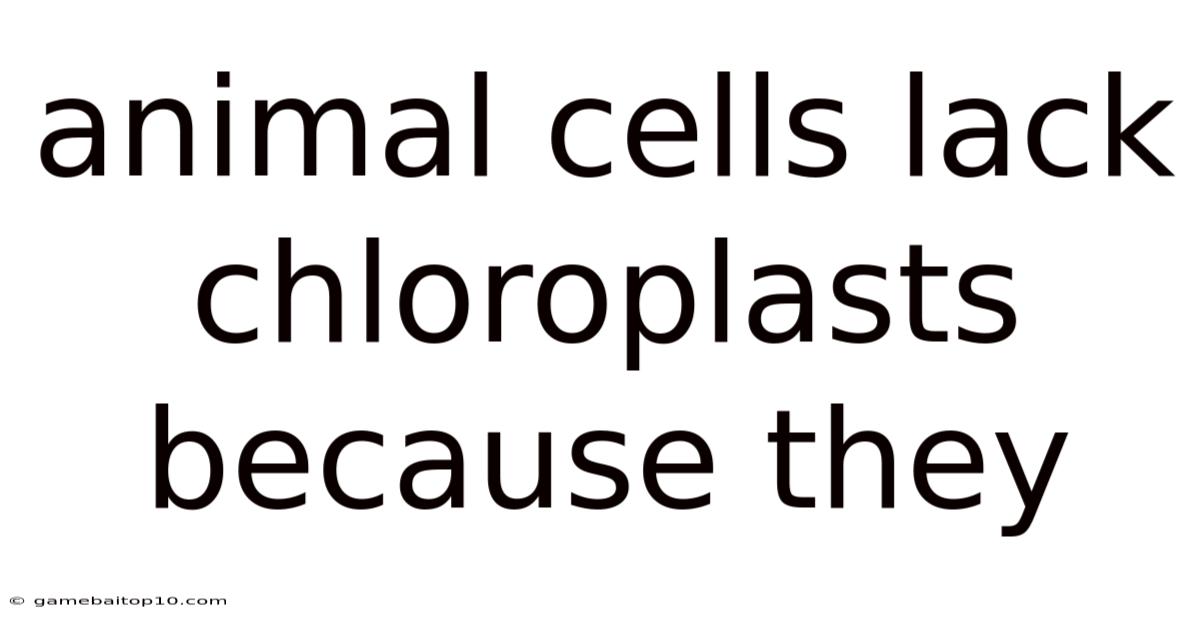 Animal Cells Lack Chloroplasts Because They