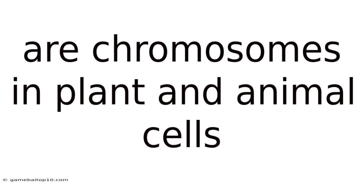 Are Chromosomes In Plant And Animal Cells