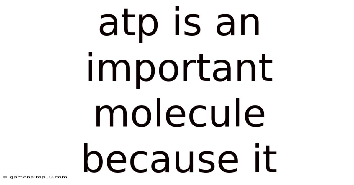 Atp Is An Important Molecule Because It