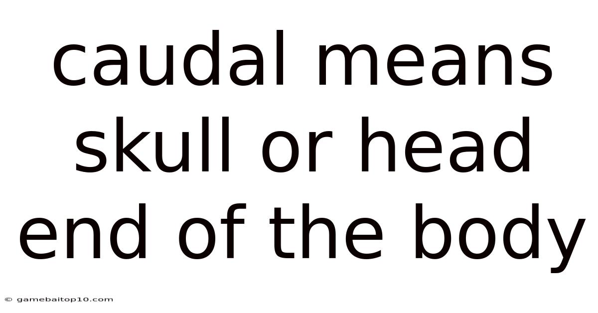 Caudal Means Skull Or Head End Of The Body