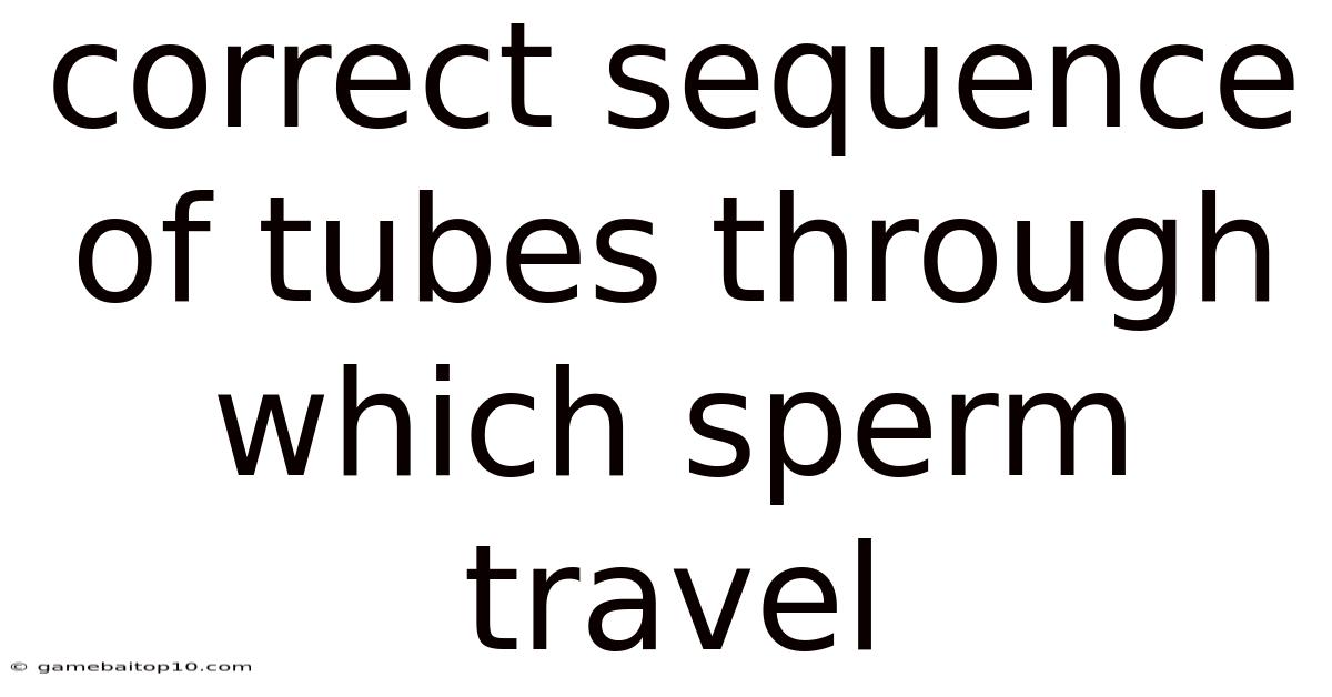 Correct Sequence Of Tubes Through Which Sperm Travel