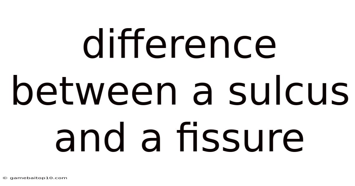 Difference Between A Sulcus And A Fissure
