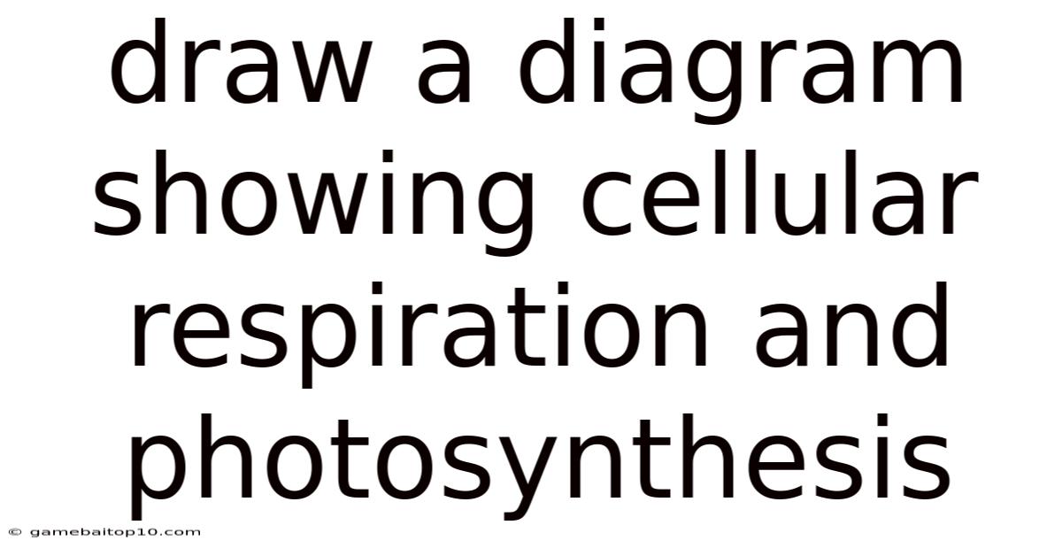 Draw A Diagram Showing Cellular Respiration And Photosynthesis