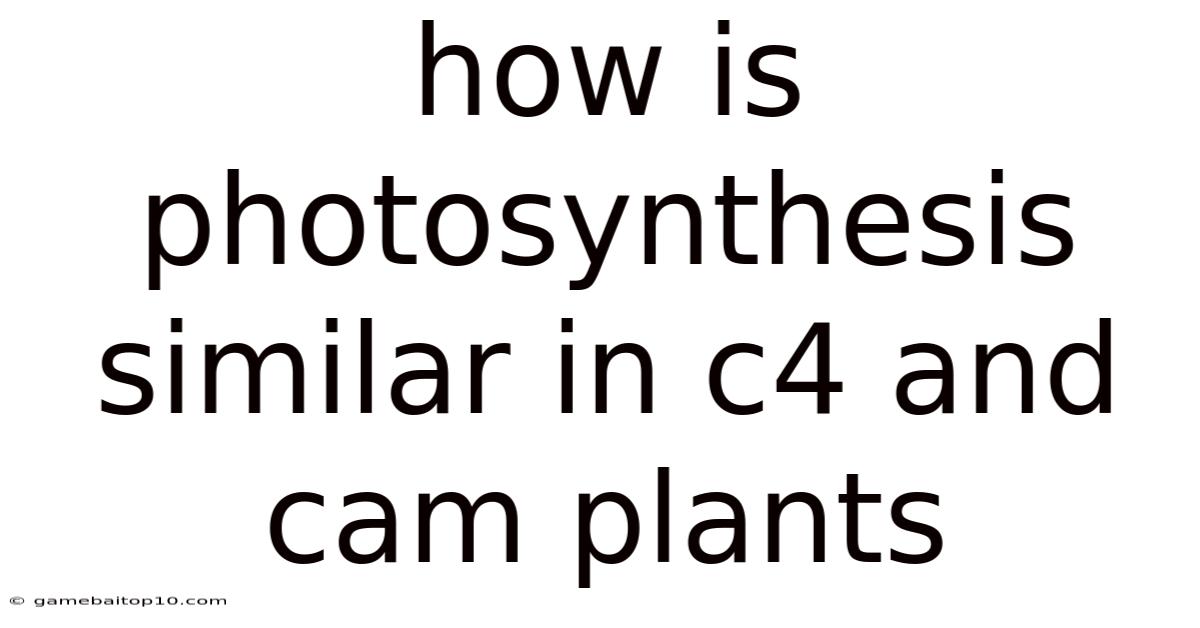 How Is Photosynthesis Similar In C4 And Cam Plants