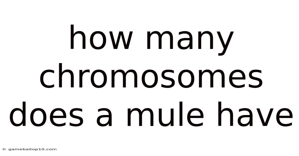 How Many Chromosomes Does A Mule Have