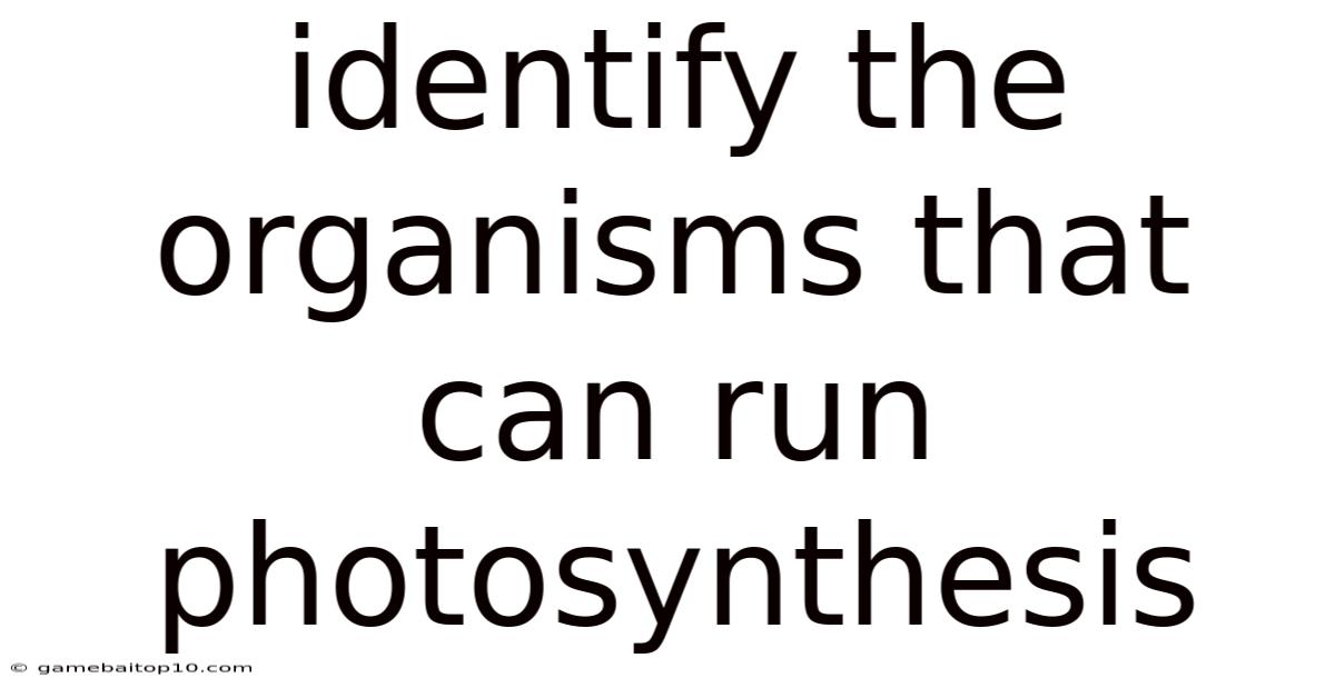 Identify The Organisms That Can Run Photosynthesis