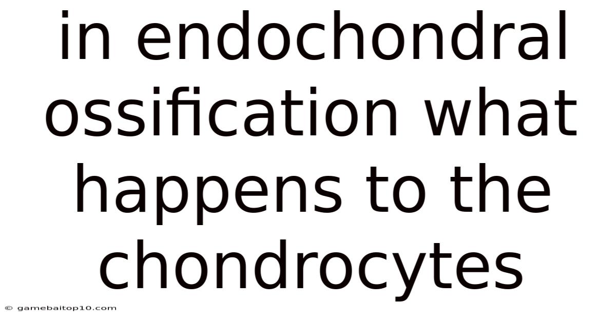 In Endochondral Ossification What Happens To The Chondrocytes