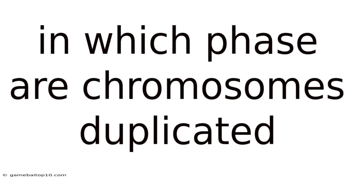 In Which Phase Are Chromosomes Duplicated