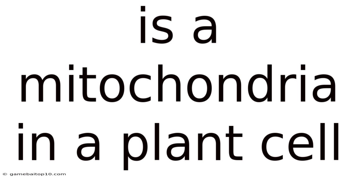 Is A Mitochondria In A Plant Cell