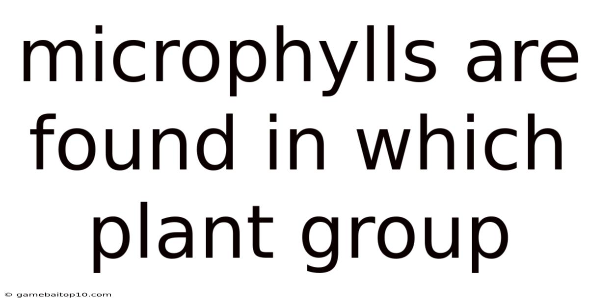 Microphylls Are Found In Which Plant Group