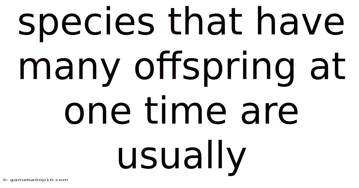 Species That Have Many Offspring At One Time Are Usually