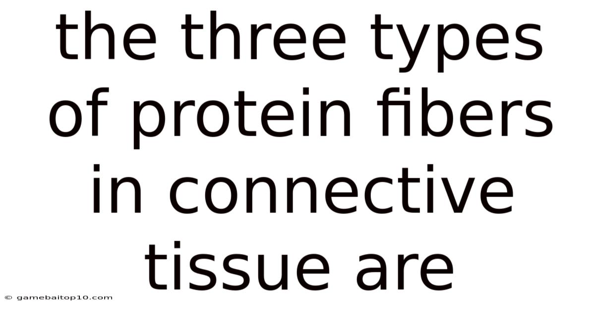 The Three Types Of Protein Fibers In Connective Tissue Are
