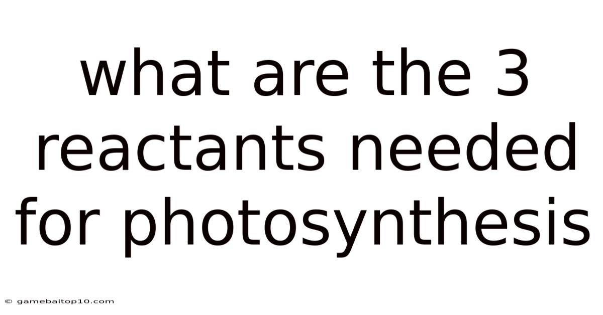 What Are The 3 Reactants Needed For Photosynthesis