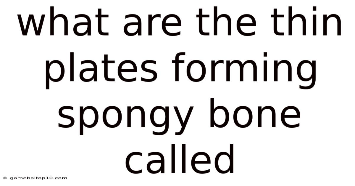 What Are The Thin Plates Forming Spongy Bone Called