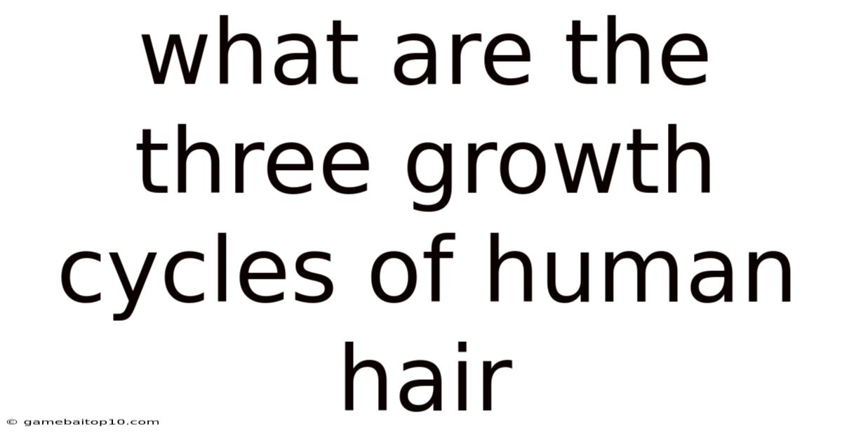 What Are The Three Growth Cycles Of Human Hair