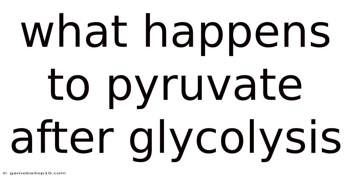What Happens To Pyruvate After Glycolysis