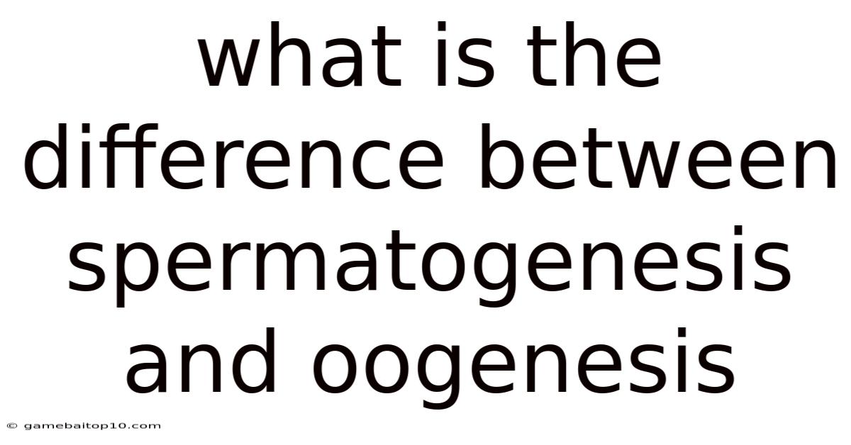 What Is The Difference Between Spermatogenesis And Oogenesis