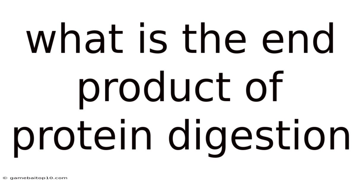 What Is The End Product Of Protein Digestion