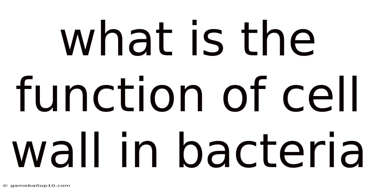 What Is The Function Of Cell Wall In Bacteria