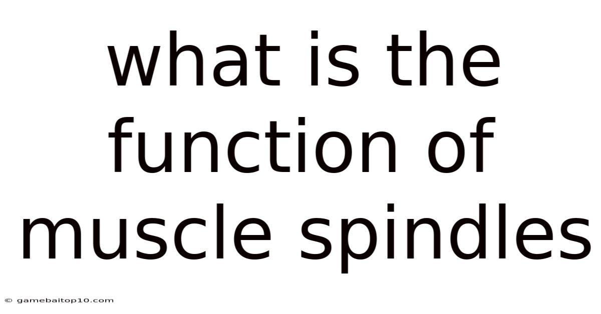 What Is The Function Of Muscle Spindles