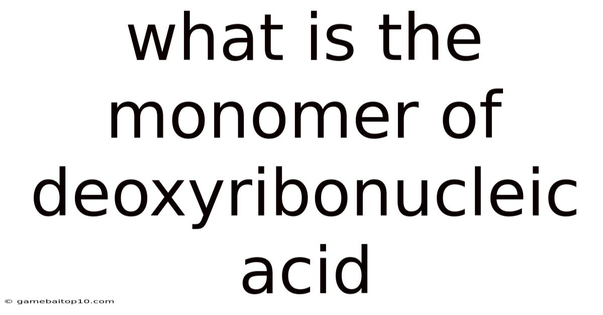 What Is The Monomer Of Deoxyribonucleic Acid
