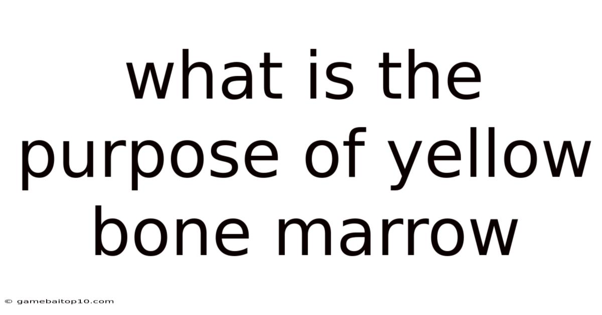 What Is The Purpose Of Yellow Bone Marrow