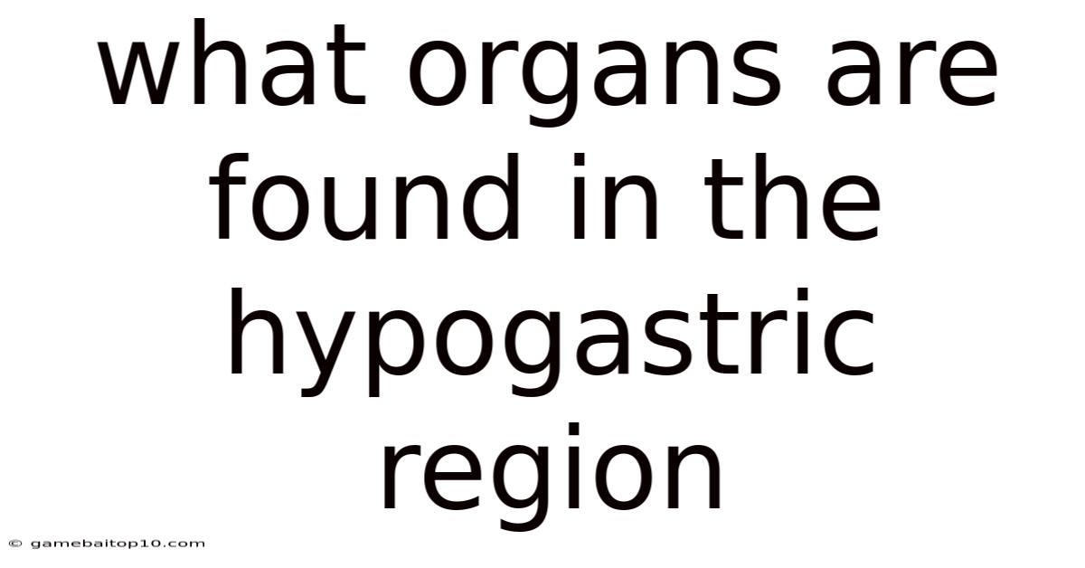 What Organs Are Found In The Hypogastric Region