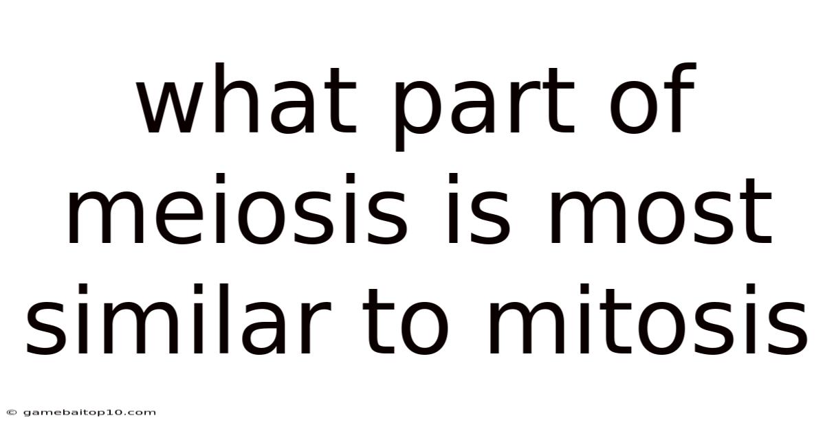 What Part Of Meiosis Is Most Similar To Mitosis