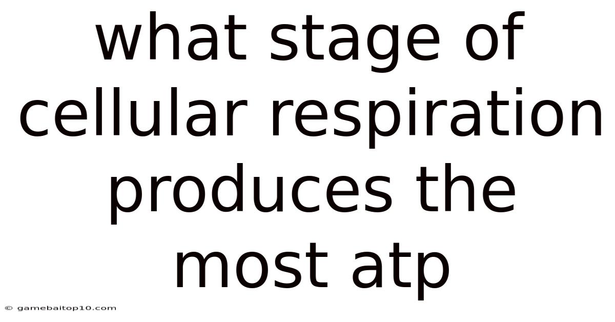 What Stage Of Cellular Respiration Produces The Most Atp