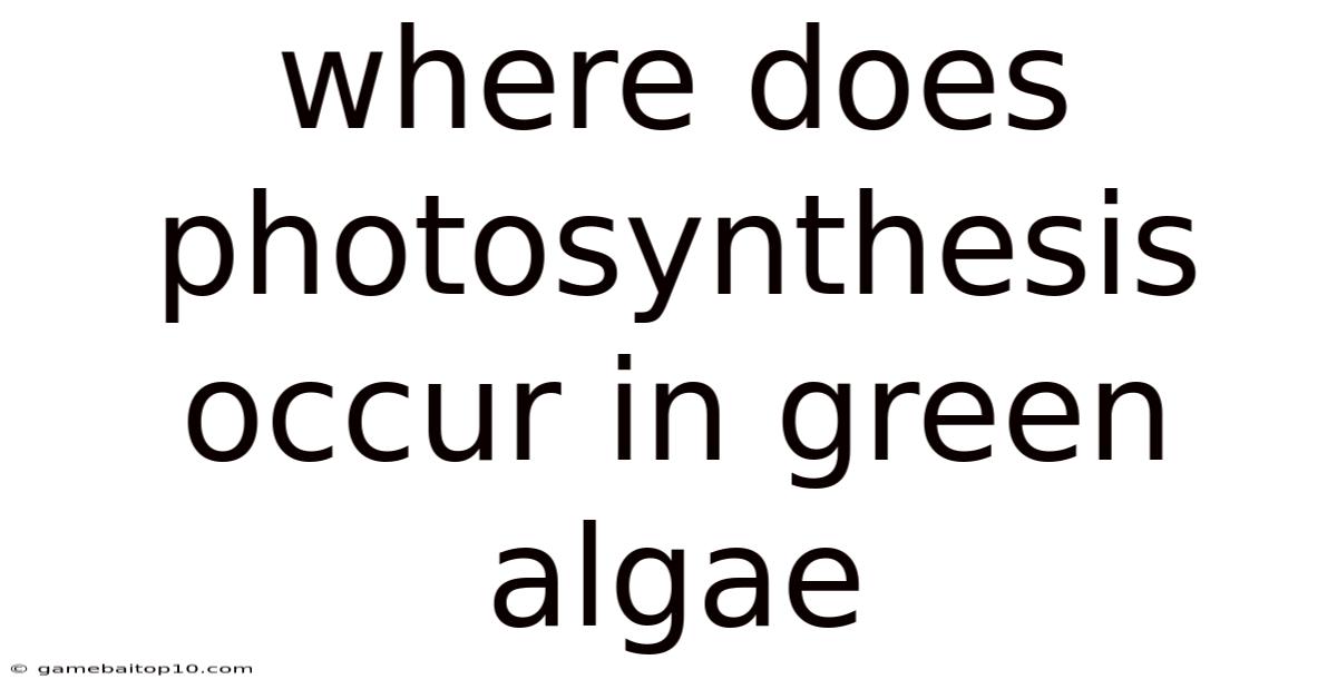 Where Does Photosynthesis Occur In Green Algae