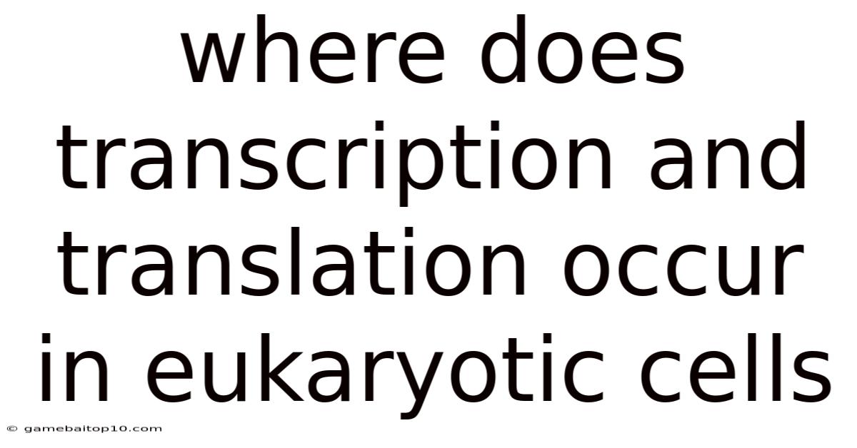 Where Does Transcription And Translation Occur In Eukaryotic Cells
