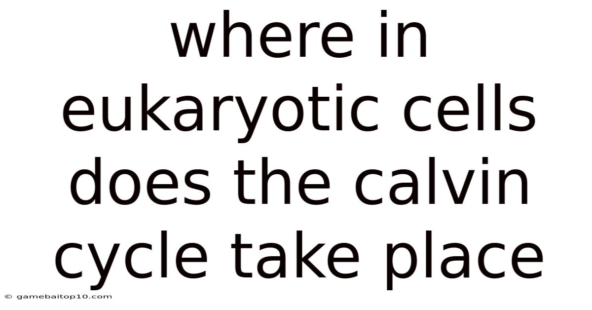Where In Eukaryotic Cells Does The Calvin Cycle Take Place
