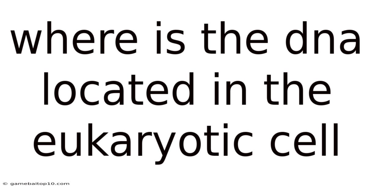 Where Is The Dna Located In The Eukaryotic Cell