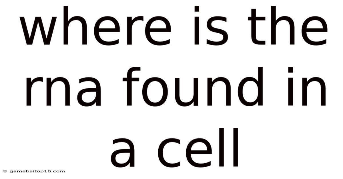 Where Is The Rna Found In A Cell