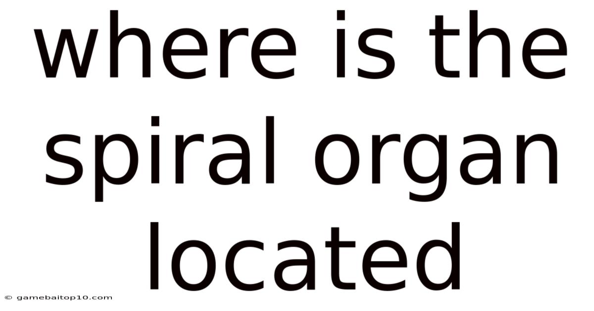 Where Is The Spiral Organ Located