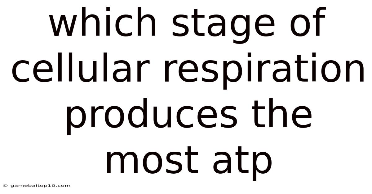 Which Stage Of Cellular Respiration Produces The Most Atp
