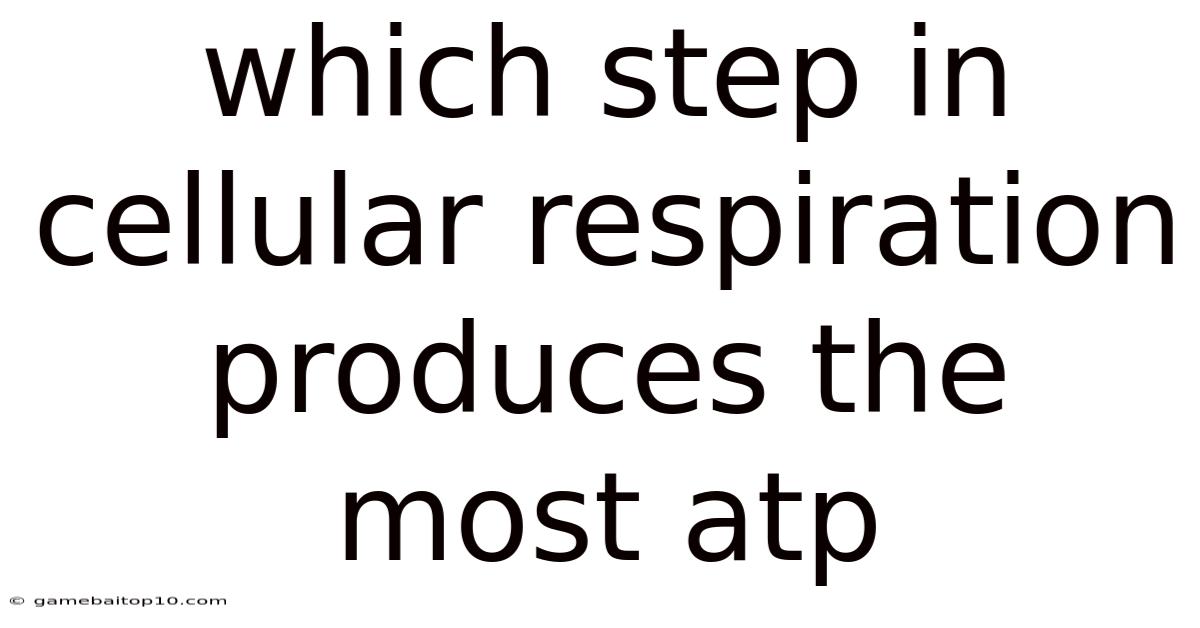 Which Step In Cellular Respiration Produces The Most Atp