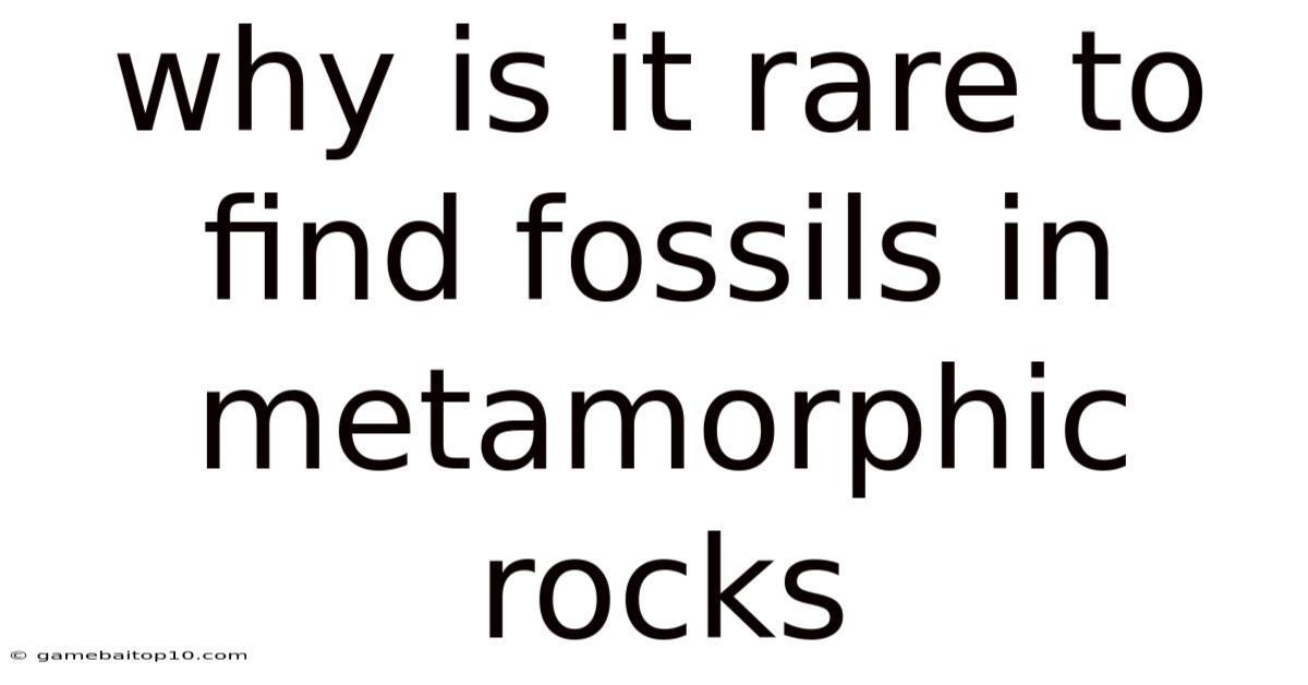 Why Is It Rare To Find Fossils In Metamorphic Rocks